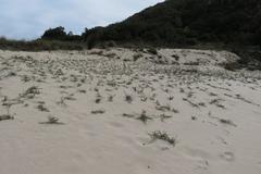 Amphiglossa callunoides