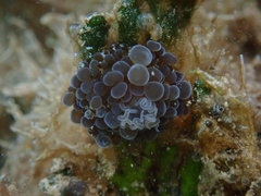 Bunodeopsis globulifera