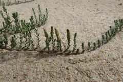 Amphiglossa callunoides