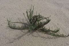 Amphiglossa callunoides