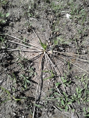 Yucca arkansana