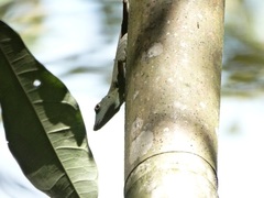 Anolis punctatus