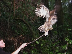 Strix occidentalis caurina