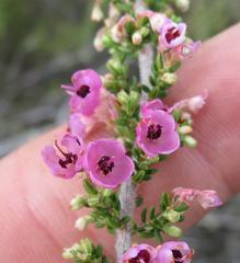 Erica newdigatei