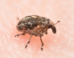 Rhinoncus pericarpius