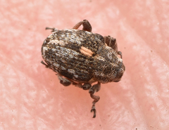 Rhinoncus pericarpius