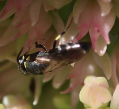 Hylaeus modestus