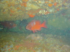 Chrysoblephus laticeps