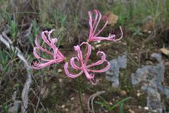 Nerine humilis