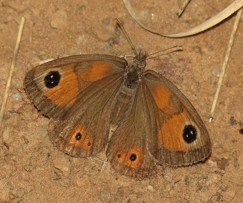 Silver-bottom Brown photo 3