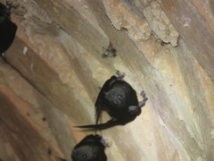 Chaetura brachyura
