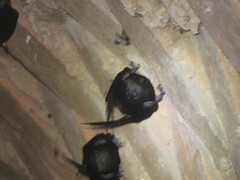 Chaetura brachyura