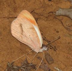Colotis euippe omphale