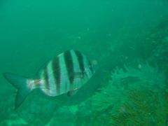 Diplodus hottentotus