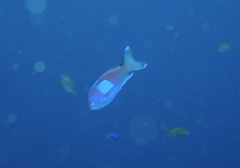 Pseudanthias pleurotaenia