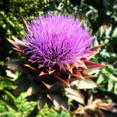 Cynara