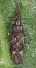 Leptoypha mutica