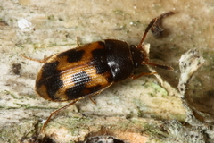 Mycetophagus flexuosus