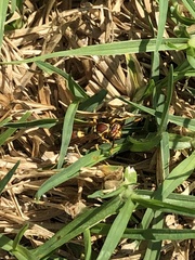 Polistes exclamans