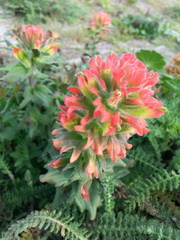 Castilleja affinis