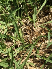 Polistes exclamans
