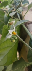 Solanum villosum