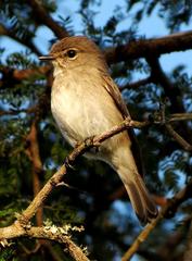 Muscicapa adusta adusta