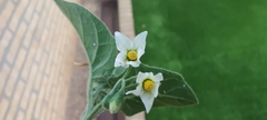 Solanum villosum