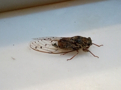 Cicada cretensis