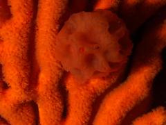 Pseudodromia latens