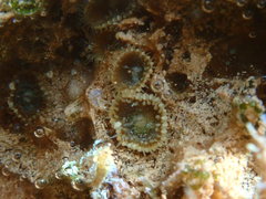 Palythoa grandiflora