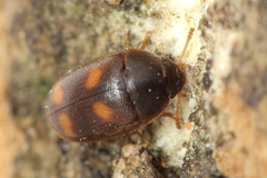 Litargus tetraspilotus