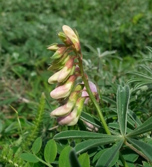Lathyrus vestitus ochropetalus