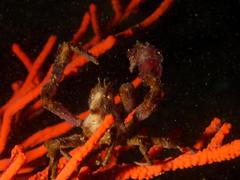 Achaeopsis spinulosa