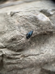 Chrysochus cobaltinus