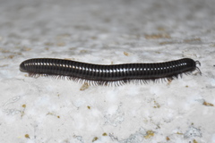 Acanthoiulus fuscipes