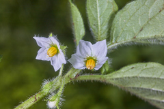 Solanum adscendens
