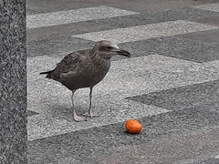 Larus argentatus