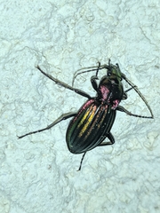 Carabus lineatus lateralis