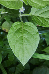 Solanum adscendens