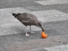 Larus argentatus