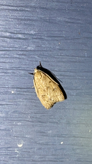 Machimia tentoriferella