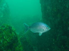 Pachymetopon blochii