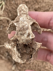 Cynomys gunnisoni