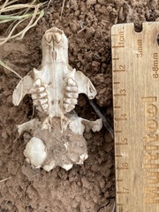 Cynomys gunnisoni