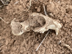 Cynomys gunnisoni