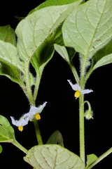 Solanum adscendens