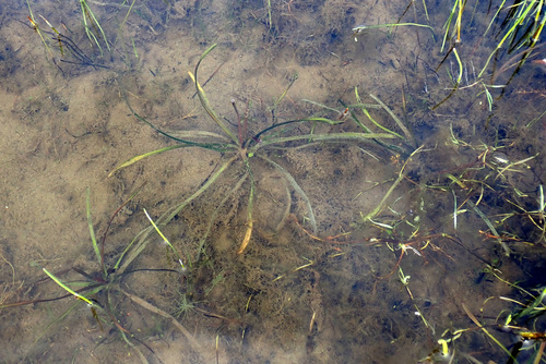 Image of Alisma gramineum by (c) Thomas Gyselinck, some rights reserved (CC BY)
