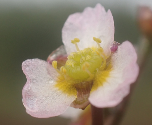Image of Alisma gramineum by (c) Thomas Gyselinck, some rights reserved (CC BY)