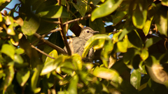 Dumetella carolinensis